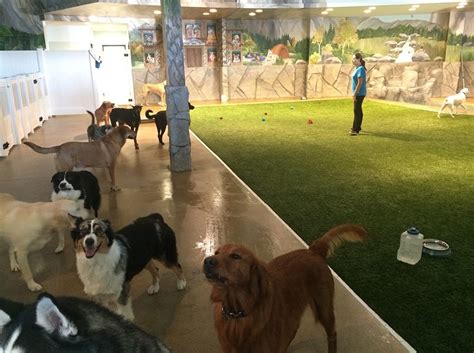 dog boarding costa mesa|Doggie Daycare...And More